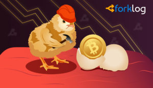 Whales or Rookies: Who's to Blame for Bitcoin Crash?